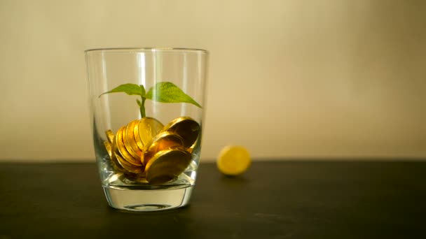 Gyllene mynt i glas burk och gröna blad av spira på svart bakgrund. Roterande, vridande, virvlande, spinning penny. — Stockvideo