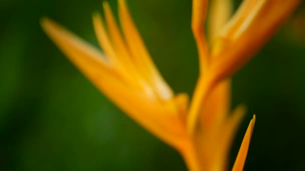 Narancs és sárga heliconia, Strelitzia, Bird Paradise makró közelről, zöld háttér. Egzotikus trópusi nyíló virágok — Stock videók