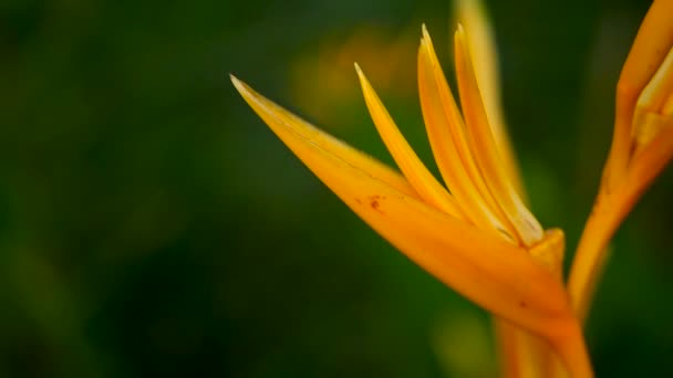 Orange och gula heliconia, Strelitzia, Bird Paradise makro närbild, grön bakgrund. Exotiska tropiska blommande blomma — Stockvideo