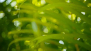 Tropikal yeşil palmiye yaprağı ile güneş ışığı, bokeh ile doğal arka plan bulanıklık. Ufuk gür yapraklar