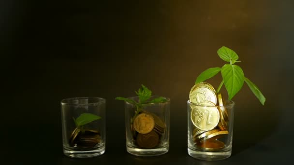 Gouden munten in glas en groen blad van sprout op zwarte achtergrond. Succes van zakelijke financiën, investeringen, ideeën. — Stockvideo