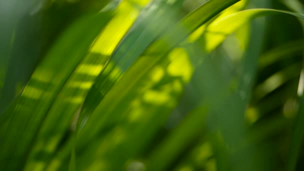 Sfocatura foglia di palma verde tropicale con luce del sole, sfondo naturale astratto con bokeh. Fogliame lussureggiante sfocato — Video Stock