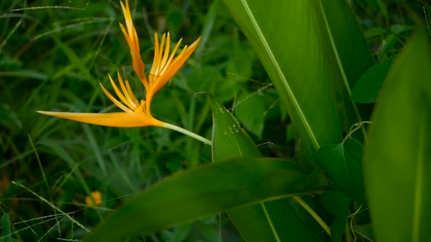 Heliconia naranja y amarilla, Strelitzia, Bird Paradise macro primer plano, fondo verde. Flor tropical exótica — Vídeo de stock