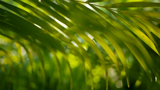 Sfocatura foglia di palma verde tropicale con luce del sole, sfondo naturale astratto con bokeh. Fogliame lussureggiante sfocato — Video Stock