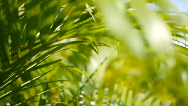 Sfocatura foglia di palma verde tropicale con luce del sole, sfondo naturale astratto con bokeh. Fogliame lussureggiante sfocato — Video Stock