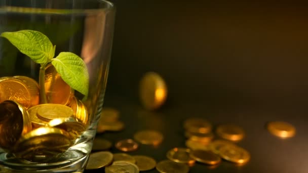 Golden coins in glass jar and green leaf of sprout on black background. Rotating, twisting, swirling, spinning penny. — Stock Video