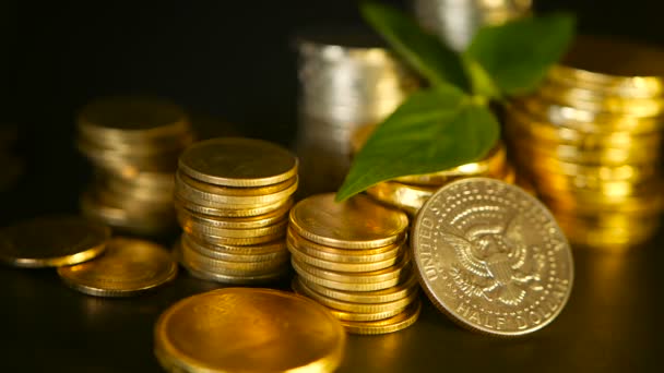 Golden coins and green leaf of sprout on black background. Success of finance business, mortgage and banking concepts — Stock Video