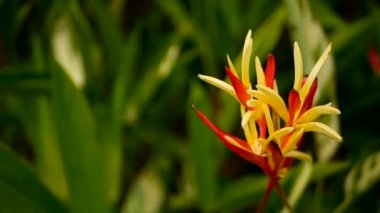 Turuncu ve sarı renkli heliconia, STERLİÇYA, kuş cenneti makro yakın çekim, yeşil arka plan. Egzotik tropik çiçek açan çiçek