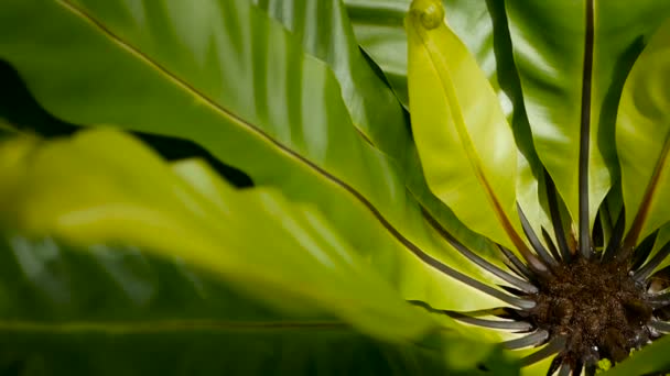 Madarak fészket páfrány, Asplenium nidus. Vadon élő paradicsom esőerdők dzsungel növény természetes virágos háttérként. Absztrakt textúra — Stock videók
