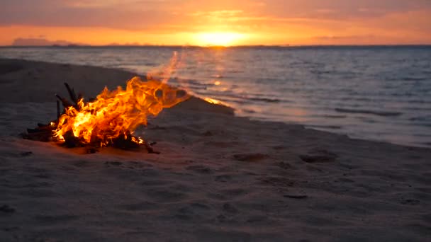 타오르는 모닥불에 비치, 여름 저녁. 배경으로 자연에 모닥불입니다. 일몰 시 하얀 모래 해변에 나무 굽기. — 비디오
