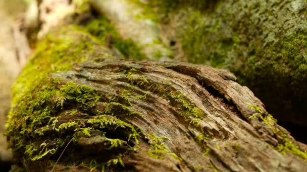 Raça de térmita preta transportando solo para construir ninho, casca de árvore com musgo. Colônia de insetos eussociais marchando na selva . — Vídeo de Stock