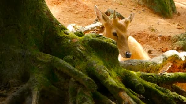 Σκηνή άγριας φύσης. Νέοι αγρανάπαυση whitetail ελάφια, άγριο θηλαστικό ζώο στο δάσος που περιβάλλει. Στίγματα, Chitals, Cheetal, άξονας — Αρχείο Βίντεο