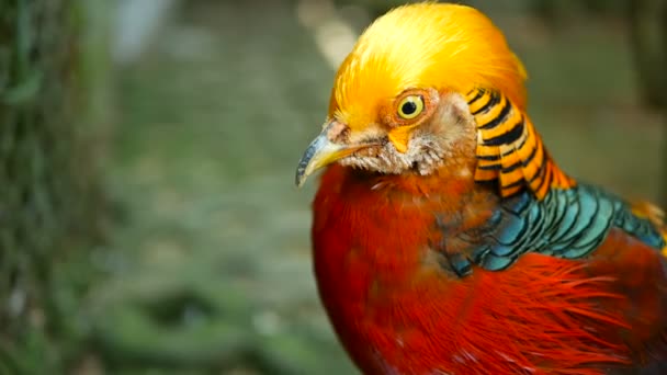 Magnifico maschio elegante di fagiano d'oro rosso cinese, Chrysolophus Pictus all'aperto. selvatico uccello esotico nella natura reale — Video Stock