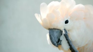 Mölük veya şemsiye kakadu. Beyaz papağan, Endonezya Adaları tropikal yağmur ormanları için egzotik endemik kuş portresi