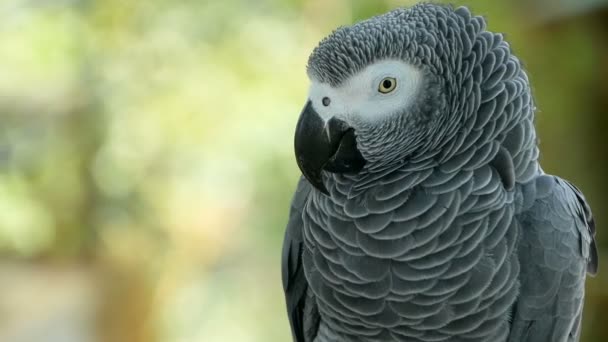 Κόκκινο-ουρά μονογαμικό αφρικανικός Κονγκό γκρίζος παπαγάλος. Jaco σύντροφος είναι δημοφιλές κατοικίδιο ζώο των πτηνών εγγενές στην ισημερινή περιοχή. — Αρχείο Βίντεο