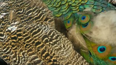 Zarif yabani egzotik kuş, renkli sanatsal tüyler. Dokulu tavus kuşu tüyleri yakın çekim. Hint yeşil tavus uçan