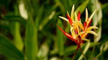 Turuncu ve sarı renkli heliconia, STERLİÇYA, kuş cenneti makro yakın çekim, yeşil arka plan. Egzotik tropik çiçek açan çiçek