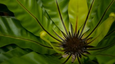Kuşlar yuva fern, Asplenium nidus. Vahşi cennet yağmur ormanları orman bitki doğal çiçek arka plan olarak. Soyut doku