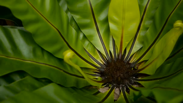 鸟巢蕨, 蕨病灶。野生乐园雨林丛林植物作为自然花卉背景。抽象纹理 — 图库视频影像