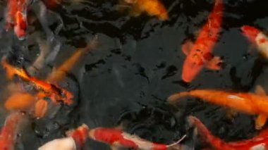Canlı renkli Japon Koi sazan balık yüzme geleneksel Bahçe gölet. Çin süslü Carps su yüzeyinin altında.