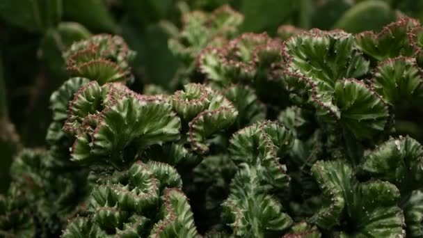 Euforbia crista planta do deserto perene cultivada como ornamental no jardim. Fundo suculentas, padrão natural — Vídeo de Stock