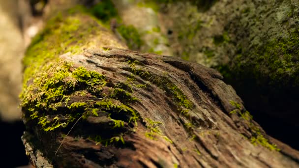 Brood of black termite carrying soil to build nest, tree bark with moss. Colonie d'insectes Eusocial marchant dans la jungle . — Video