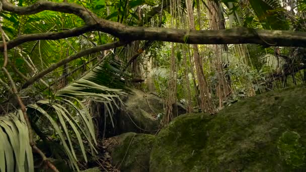 Jungle landschap. Exotische Azië houtsoorten. Mossy lianen bungelend uit de luifel van het regenwoud. Groene natuurlijke achtergrond — Stockvideo