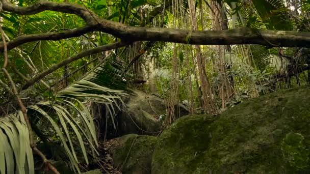 Dschungel-Landschaft. exotische asiatische Wälder. Moosbewachsene Lianen baumeln vom Regenwald-Baldachin. grüner natürlicher Hintergrund