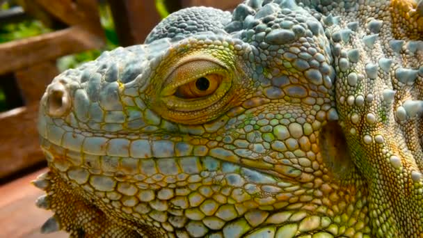 Dragão adormecido. Retrato de perto de Lagarto vibrante em repouso. Foco seletivo. Iguana Verde nativa de áreas tropicais — Vídeo de Stock