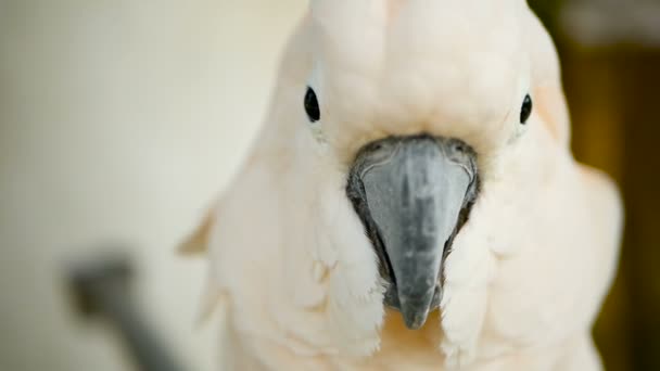 摩鹿加或伞鹦鹉。印度尼西亚群岛的白色鹦鹉, 异国情调的鸟类到热带雨林的肖像 — 图库视频影像