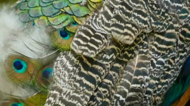 Zarif yabani egzotik kuş, renkli sanatsal tüyler. Dokulu tavus kuşu tüyleri yakın çekim. Hint yeşil tavus uçan
