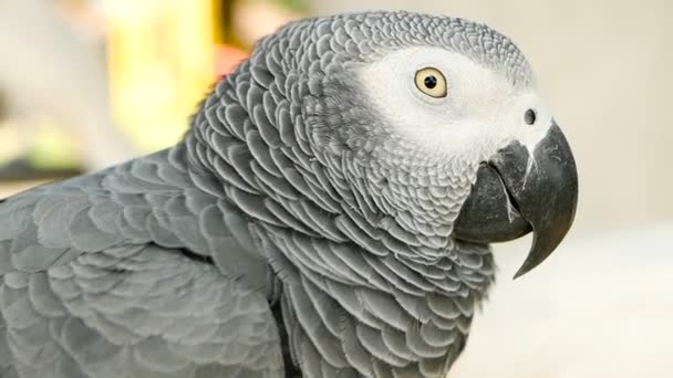 Red-tailed monogamous African Congo Grey Parrot. Companion Jaco is popular avian pet native to equatorial region. — Stock Video