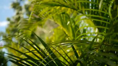 Tropikal yeşil palmiye yaprağı ile güneş ışığı, bokeh ile doğal arka plan bulanıklık. Ufuk gür yapraklar