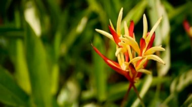 Turuncu ve sarı renkli heliconia, STERLİÇYA, kuş cenneti makro yakın çekim, yeşil arka plan. Egzotik tropik çiçek açan çiçek