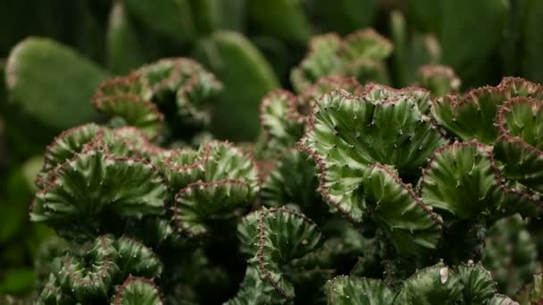 Euphorbia crested immergrüne Wüstenpflanze als Zierpflanze im Garten kultiviert. Sukkulenten Hintergrund, natürliches Muster — Stockvideo