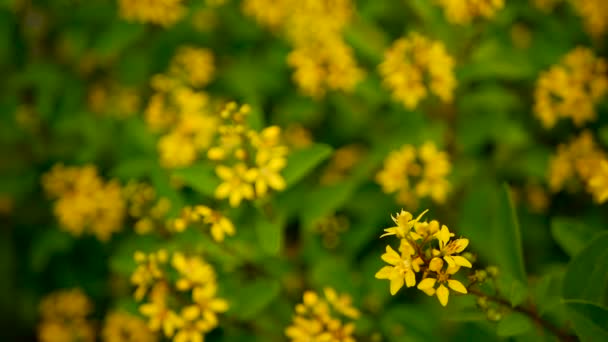 Champ printanier de petites fleurs jaunes de Galphimia. Arbuste à feuilles persistantes de Thryallis glauca doré en forme d'étoile . — Video