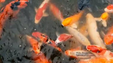 Canlı renkli Japon Koi sazan balık yüzme geleneksel Bahçe gölet. Çin süslü Carps su yüzeyinin altında.