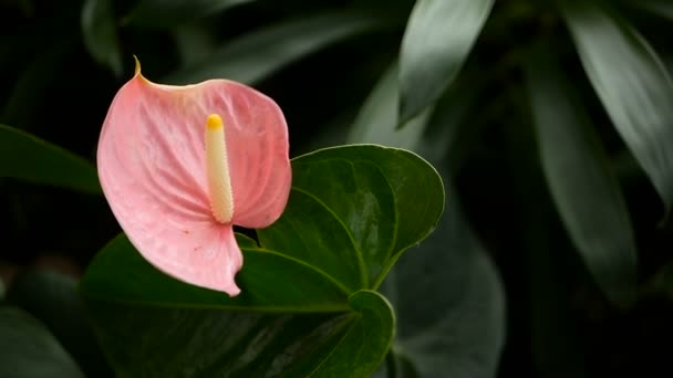 野生の繊細な毒オランダカイウユリが自然の花の背景として庭に咲く黄色の雄しべと. — ストック動画