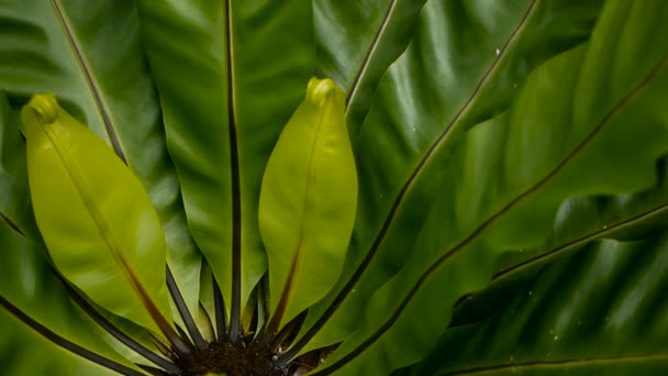 Vogels Nest fern, Asplenium infectiehaard. Wild Paradijs regenwoud jungle plant als natuurlijke florale achtergrond. Abstracte textuur — Stockvideo