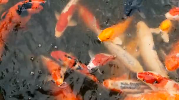 Ζωντανή ζωηρόχρωμο ιαπωνικό Koi-Carp ψάρια κολύμπι στα παραδοσιακά λιμνούλα στον κήπο. Κινεζική φανταχτερό γριβάδια κάτω από την επιφάνεια του νερού. — Αρχείο Βίντεο