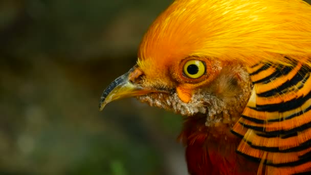 Magnífico macho elegante de faisão chinês vermelho dourado, Chrysolophus Pictus ao ar livre. pássaro exótico selvagem na natureza real — Vídeo de Stock