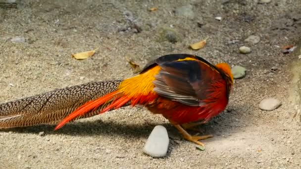 Magnífico macho elegante de faisão chinês vermelho dourado, Chrysolophus Pictus ao ar livre. pássaro exótico selvagem na natureza real — Vídeo de Stock