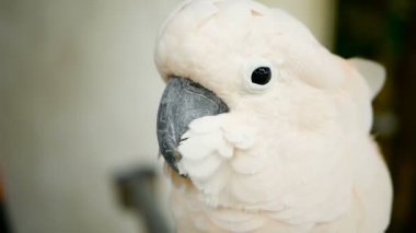 Mölük veya şemsiye kakadu. Beyaz papağan, Endonezya Adaları tropikal yağmur ormanları için egzotik endemik kuş portresi