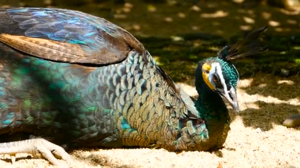 우아한 야생 이국적인 새, 화려한 예술 깃털입니다. 질감 공작 깃털의 닫습니다. 인도 녹색 공작의 비행 — 비디오