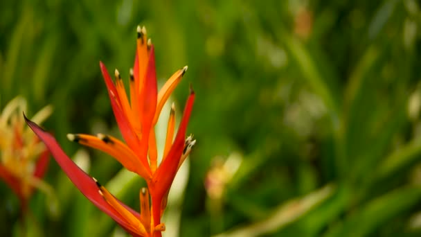 Оранжеві та жовті heliconia, Стреліція, пташиний рай макрос Закри, зелений фон. Екзотичні тропічні квітучі — стокове відео
