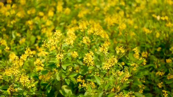 Voorjaar veld van kleine gele bloemen van Galphimia. Groenblijvende struik van ster-vormig Golden Thryallis glauca. — Stockvideo