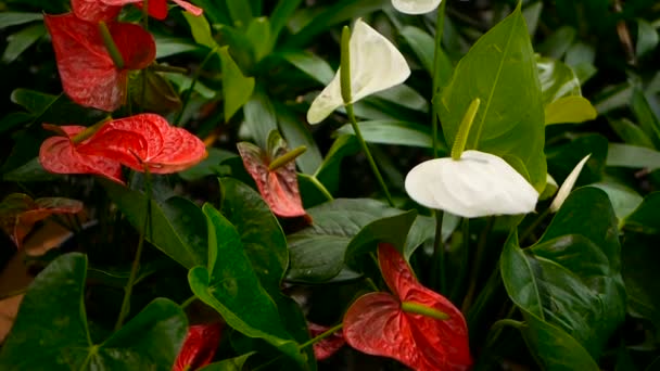 Wilde zarte giftige Calla-Lilie mit gelben Staubgefäßen, die im Garten als natürlicher floraler Hintergrund blühen. — Stockvideo