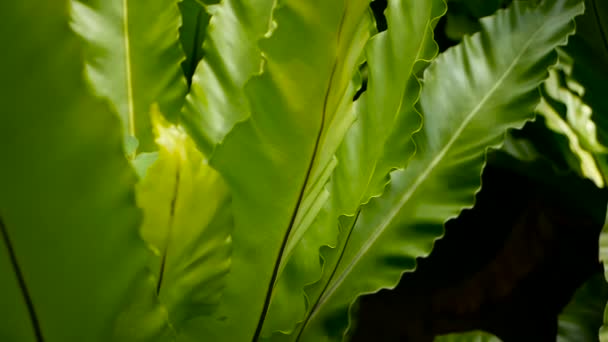 Fåglar Fågelbo ormbunke, Asplenium nidus. Wild Paradise regnskog djungel växt som naturliga blommig bakgrund. Abstrakta textur — Stockvideo