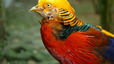 Çin kırmızı altın sülün, Chrysolophus Pictus açık havada muhteşem şık erkek. gerçek doğada vahşi egzotik kuş