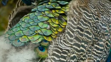 Zarif yabani egzotik kuş, renkli sanatsal tüyler. Dokulu tavus kuşu tüyleri yakın çekim. Hint yeşil tavus uçan